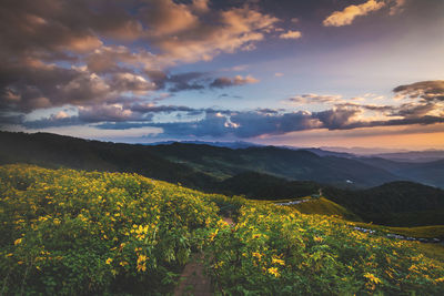 Scenic view of landscape against sky during sunset