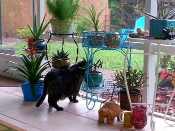 Close-up of plants in backyard