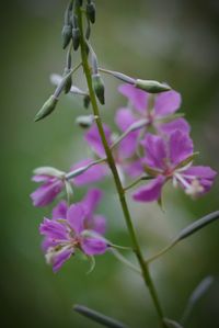 Close-up of pink flowers