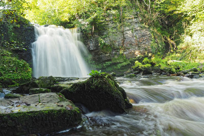 Scenic view of waterfall in forest