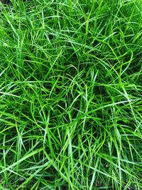 Full frame shot of grass on field