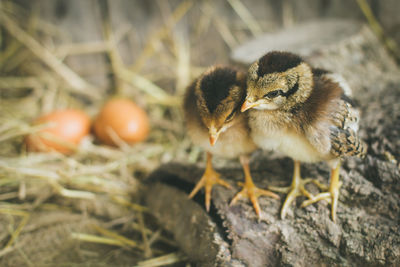 Close-up of chicks at farm