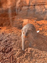 Portrait of lizard on rock