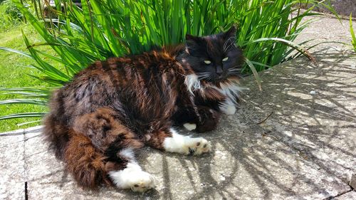 Cat resting on floor