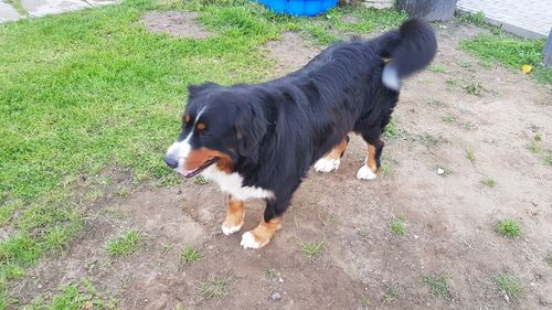 High angle view of dog on grass