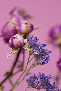 Close-up of purple flowering plant