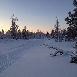 Trees on snow covered field against sky