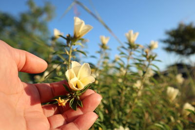 Close-up of hand holding small red flower