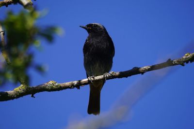 Low angle view of bird perching on branch against blue sky