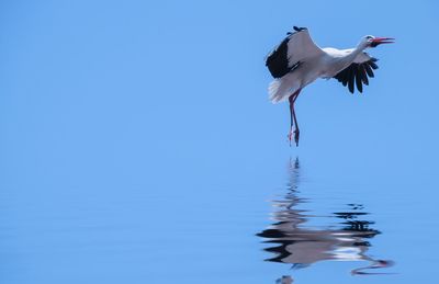 Seagull flying over lake