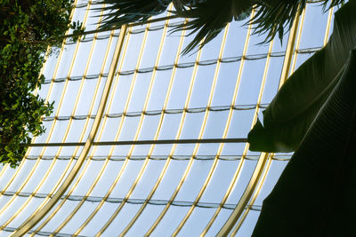 Plants against the glass roof in palmhouse