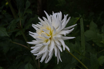 Close-up of white flowering plant