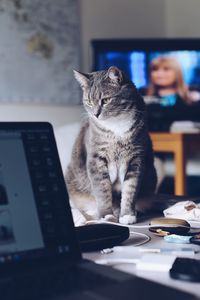 Cat looking away while sitting on table