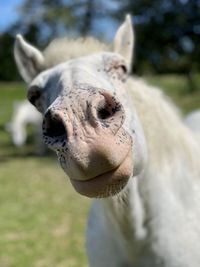 Close-up of horse