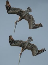 Close-up of bird flying against clear sky