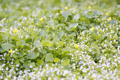 Close-up of fresh flowers blooming in field