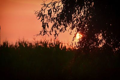 Silhouette trees on field against orange sky