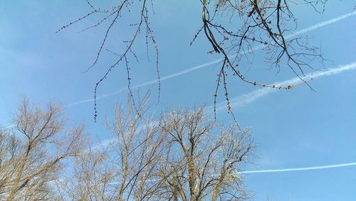 Low angle view of bare trees against blue sky