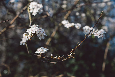 Close-up of white cherry blossoms in spring