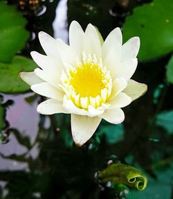 Close-up of water lily