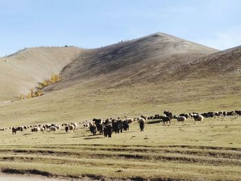 Flock of sheep on a field