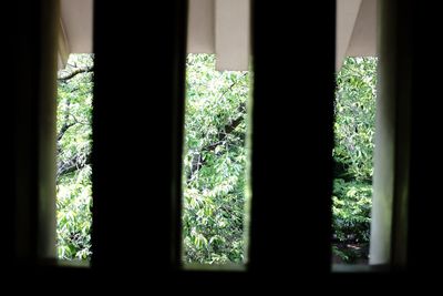 Plants seen through window