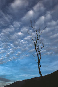 Close-up of bare tree against sky