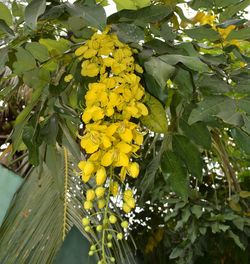 Yellow flowers growing on tree