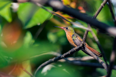 Close-up of bird perching on branch