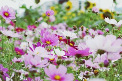 Close-up of flowers blooming outdoors