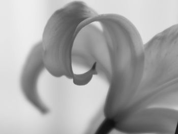 Close-up of flower against blurred background