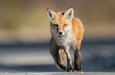 Portrait of fox walking on field