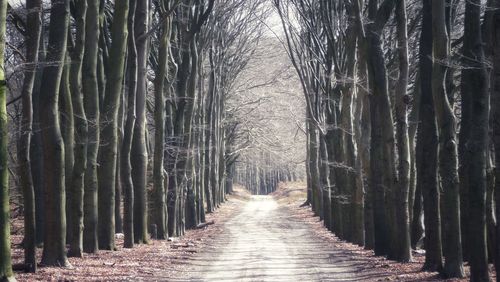 Walkway amidst trees in forest