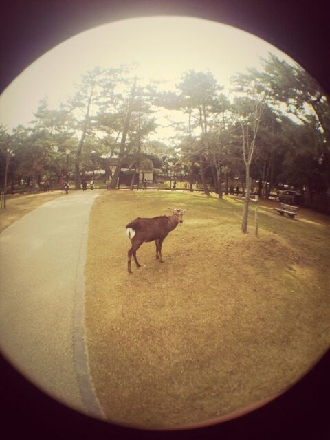 Nara japan