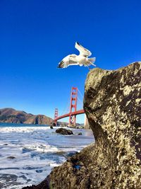 Seagulls on rock against sea