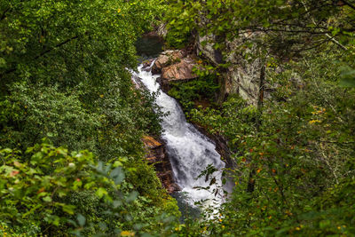 Scenic view of waterfall in forest