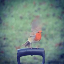 Close-up of bird perching