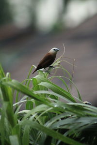 Close-up of bird perching on plant