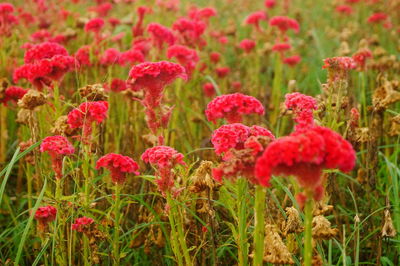 Close-up of red flowering plants on land