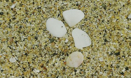 Close-up of seashell on beach