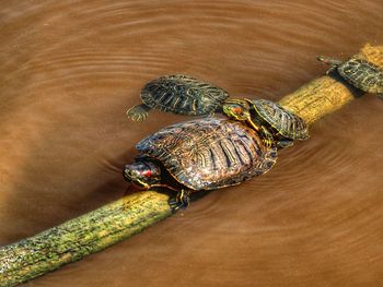 High angle view of turtle in water