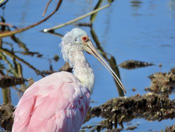 Closeup of a roseate spoonbill