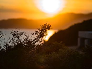 Silhouette plants against sky during sunset