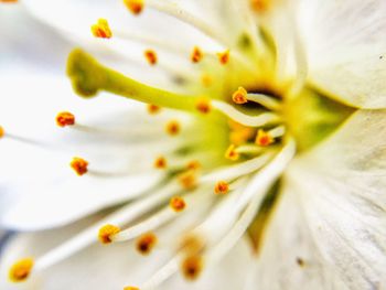 Macro shot of white flower