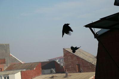 Low angle view of birds flying against sky