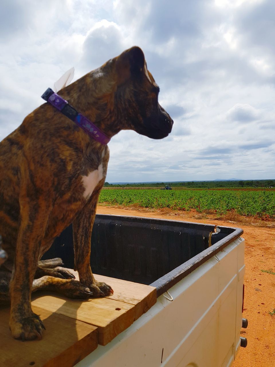 one animal, animal themes, sky, domestic animals, mammal, cloud - sky, animal, domestic, pets, dog, canine, vertebrate, nature, day, no people, side view, looking, looking away, grass, land, mouth open