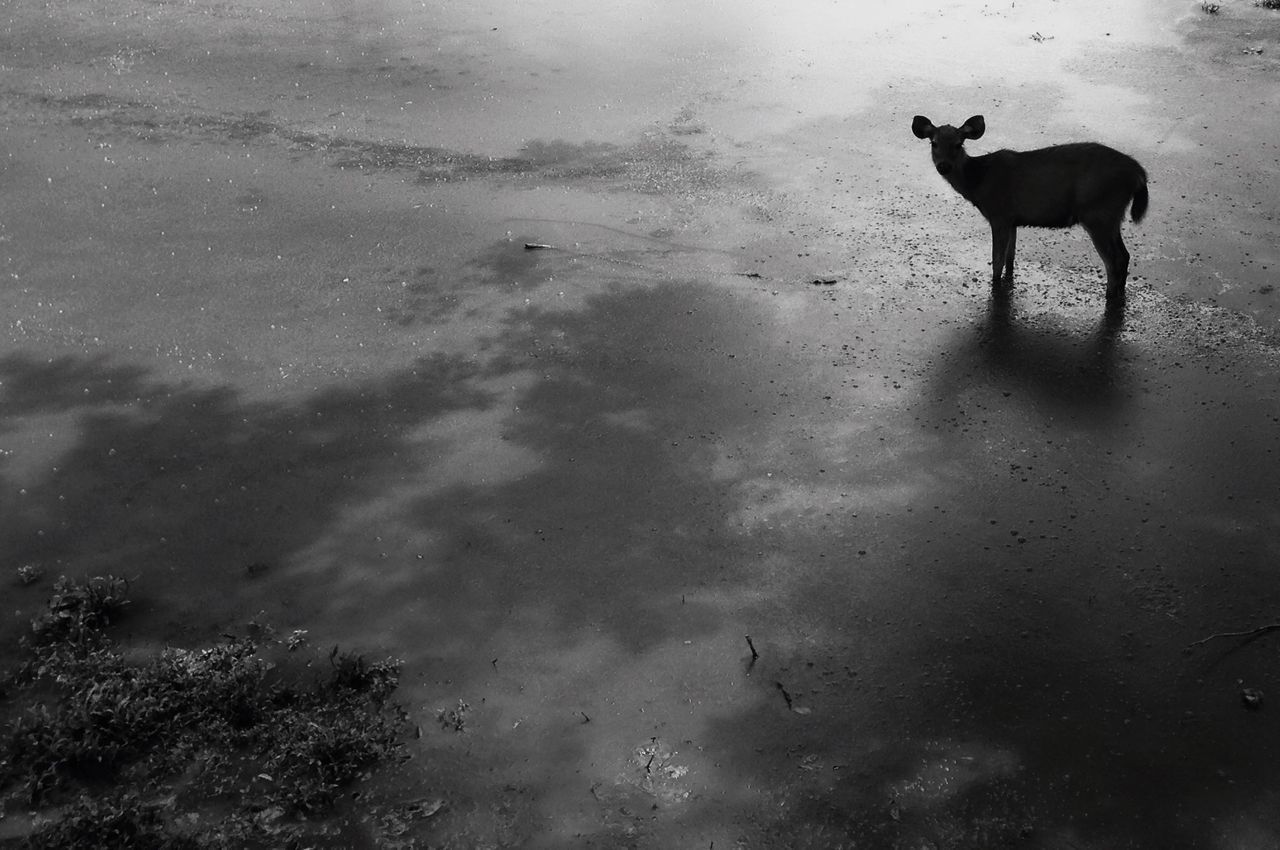 DOGS STANDING IN WATER