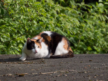 Cat lying on ground