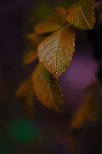 Close-up of autumnal leaves