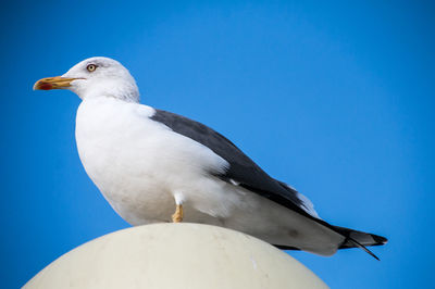 Low angle view of seagull perching against clear blue sky